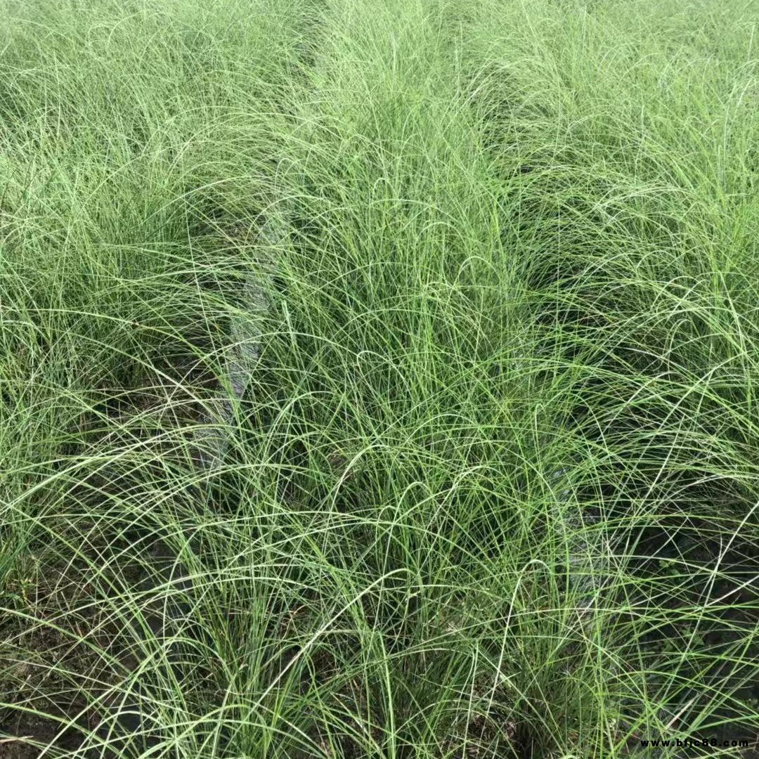 益森苗圃直供 細(xì)葉芒草 細(xì)葉芒小苗 花葉芒拉手籠 源頭價(jià)格