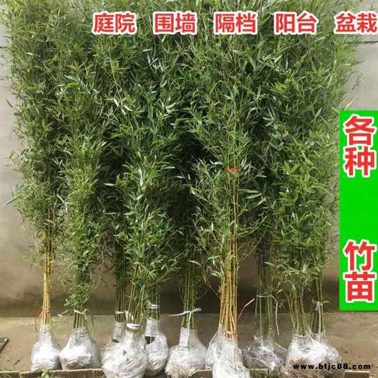 仿真竹子屏風(fēng)富貴毛竹隔斷裝飾平頭竹隔斷加密過膠葉戶外布景毛竹